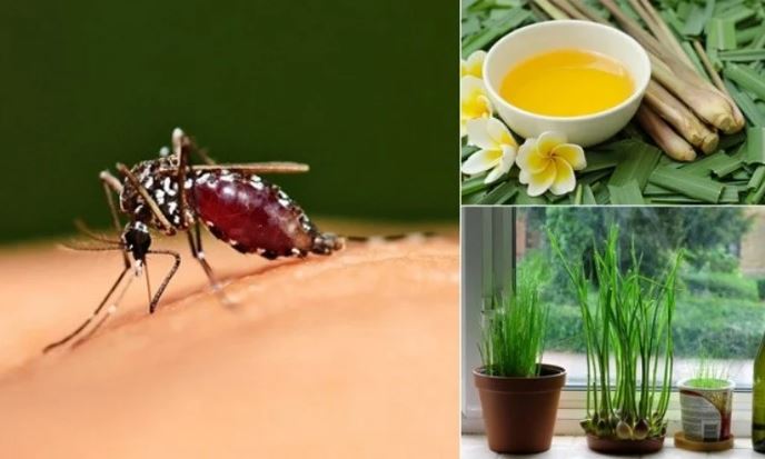 7 mẹo đuổi muỗi bằng nguyên liệu tự nhiên, không độc hại: Nhà có trẻ nhỏ nên áp dụng