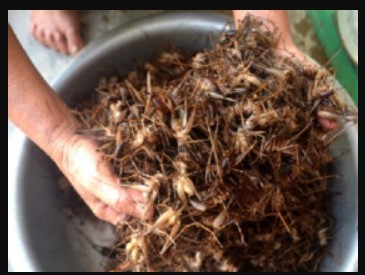 Con này trước trẻ con bắt để chơi đùa, giờ là đặc sản được ưa chuộng trong các nhà hàng, giá 500.000 đồng/kg