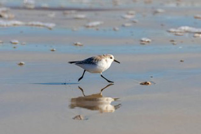 Choi choi như thế nào mà nói 'nhảy như con choi choi'?
