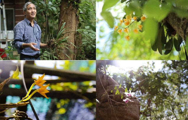 Người đàn ông có bộ sưu tập lan rừng lớn nhất Việt Nam: 10.000 giò lan với hơn 200 chủng quý hiếm