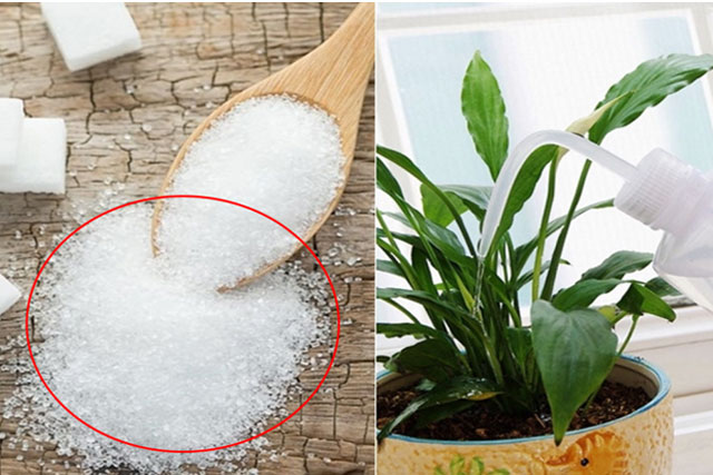Tưới 1 thìa nước đường cho cây, điều kỳ diệu sẽ xảy ra, nhiều người tiếc hùi hụi vì bây giờ mới biết