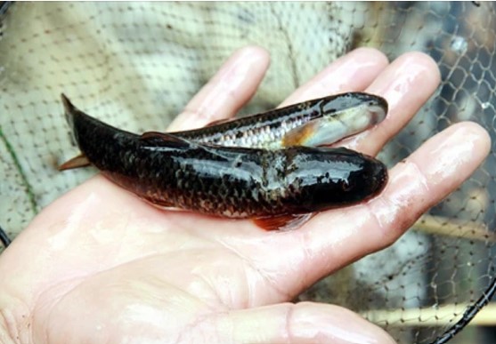 Loài cá quý như nhân sâm, chỉ có ở Hoàng Liên Sơn, muốn săn bắt cũng phải dùng cách độc nhất vô nhị