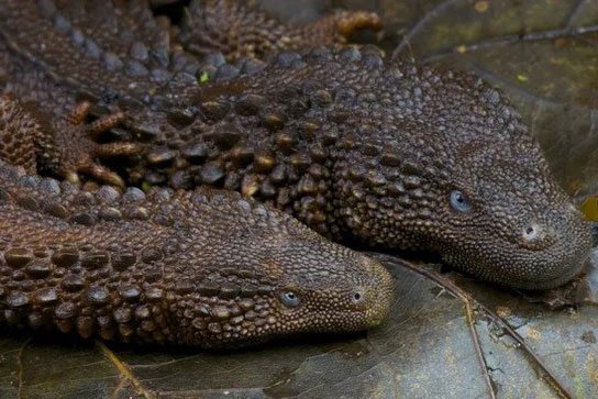 Kỳ lạ loài thằn lằn không tai giống rồng mini