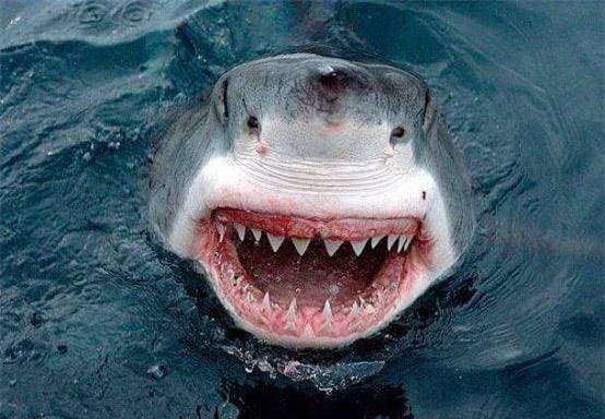 ca-heo (1).jpg 0 cá mập, cá heo, đối thủ, đại dương