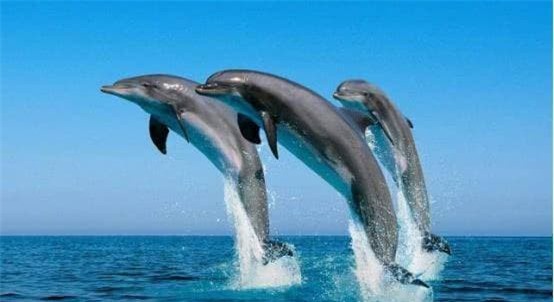 ca-heo (1).jpg 1 cá mập, cá heo, đối thủ, đại dương