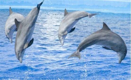 ca-heo (1).jpg 2 cá mập, cá heo, đối thủ, đại dương