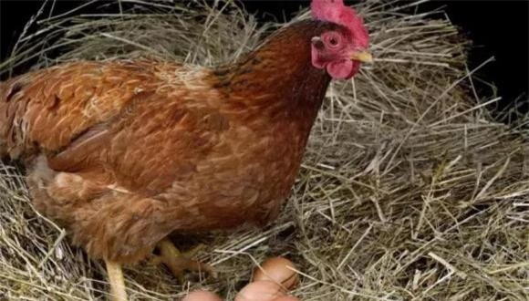 cổ nhân 2 cổ nhân, người xưa, các cụ dạy, người xưa dạy, Một sợ chó khóc nửa đêm, hai sợ gà bay lên mái, ba sợ liễu rậm trước mồ