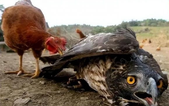 cổ nhân 0 cổ nhân, người xưa, các cụ dạy, người xưa dạy, Một sợ chó khóc nửa đêm, hai sợ gà bay lên mái, ba sợ liễu rậm trước mồ