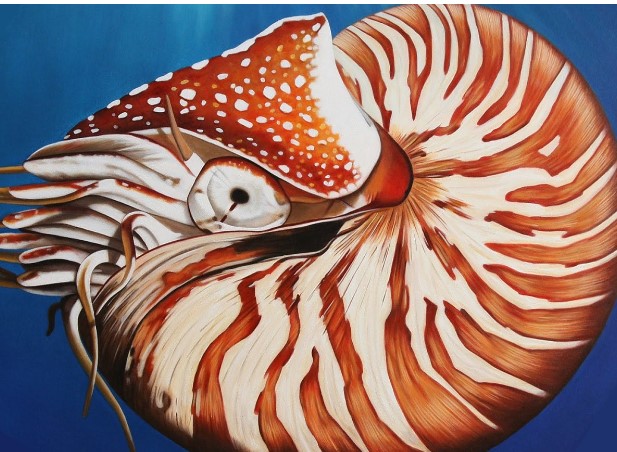 Loài ốc nằm trong Sách đỏ Việt Nam 'quý hơn vàng', giá mỗi con lên đến cả trăm triệu đồng