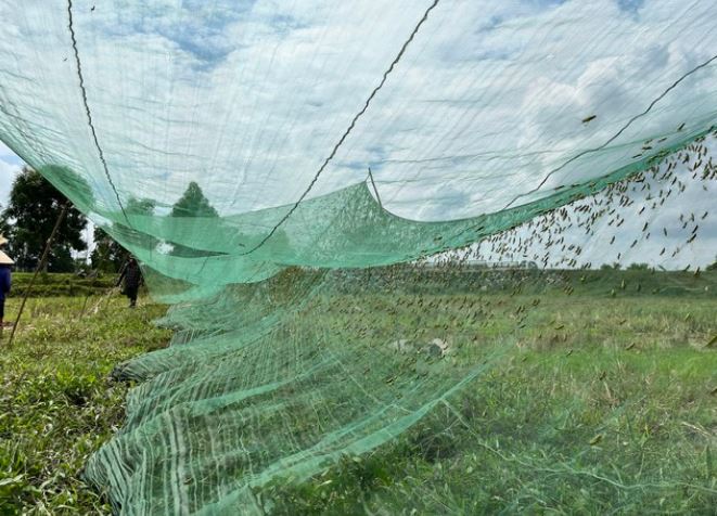 Kiếm tiền triệu mỗi ngày dễ như bỡn, người dân Nghệ An chỉ cần làm một việc đơn giản ít ai ngờ