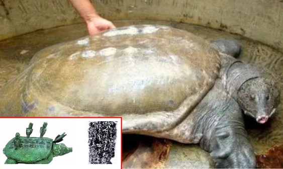 Ông lão câu được ‘con ba ba’ 3.000 tuổi, ngã ngửa khi chuyên gia khẳng định trị giá 6.000 tỷ đồng