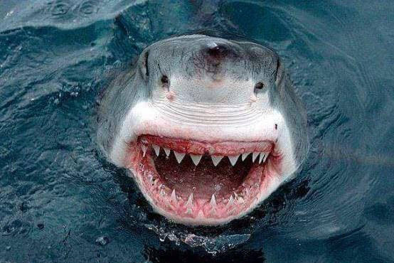 Cá mập rất hung dữ trong đại dương, nhưng tại sao cá mập không thể ăn cá heo?