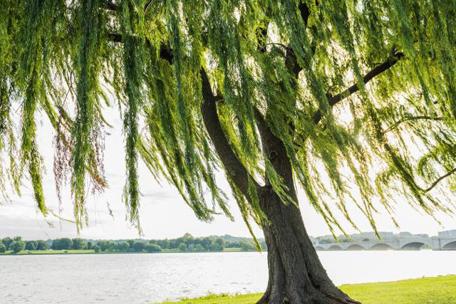 Tổ Tiên nói: '5 cây này vào nhà ai nhà đó nghèo, gia đình tan nát', 5 cây đó là gì?