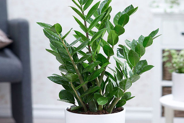 8 cây phong thủy cực hợp với người mệnh Kim, trồng 1 cây là lộc đến ào ào