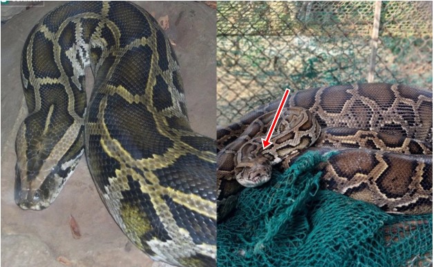 Loại mãng xà lớn nhất Việt Nam, rất nguy cấp trong Sách đỏ: Nặng hơn 120kg, nuốt chửng được 1 con bê