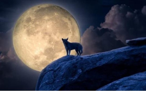 Người xưa dạy: 'Một sợ chó khóc nửa đêm, hai sợ gà bay lên mái, ba sợ liễu rậm trước mồ'. Những nỗi sợ này thực tế mang tới điềm báo gì?