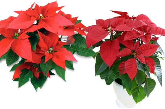 Người mệnh Hỏa trồng ngay cây này như hổ mọc thêm cánh, phú quý tài lộc phất lên, mọi sự hanh thông