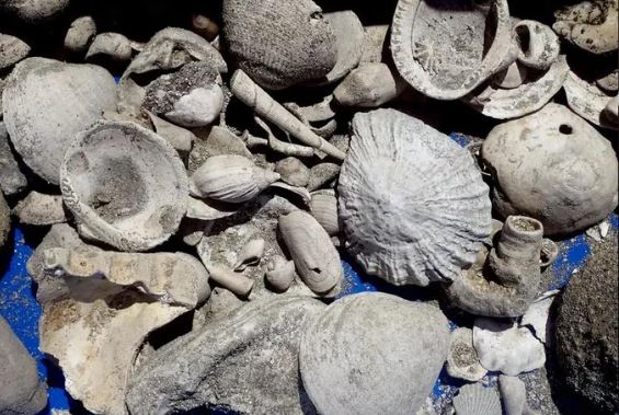 Phát hiện kho báu vô song 3 triệu tuổi ở... nhà máy nước thải