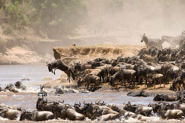 CLIP: Cảnh tượng hùng vĩ, hàng trăm nghìn linh dương đầu bò cùng nhau vượt sông