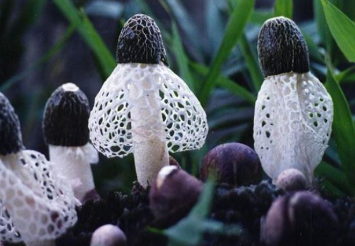 Việt Nam có loại nấm quý chỉ tồn tại 10 tiếng đồng hồ mà Trung Quốc săn lùng: Giá tiền triệu một cân!