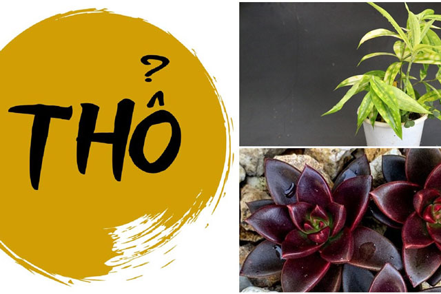 5 loại cây đại phúc ‘mở cửa’ tài lộc cho người mệnh Thổ