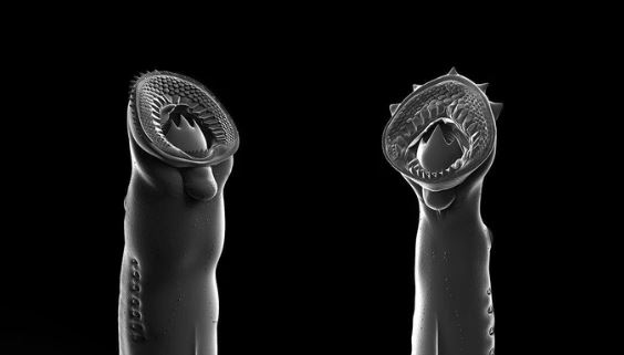 Trung Quốc: Lộ diện 'ma cà rồng kỷ Jura' siêu kinh dị