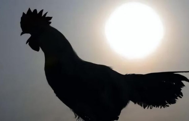 Cổ nhân nói: 'Đàn ông sợ gà, đàn bà sợ cừu', 2 loài ấy có gì mà sợ?