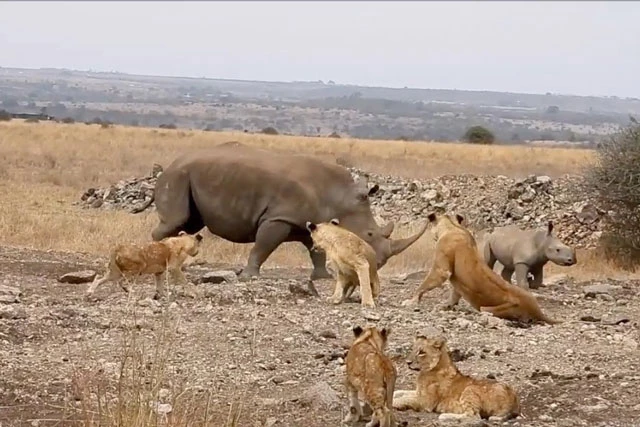 Tê giác mẹ chống lại bầy sư tử để bảo vệ con.