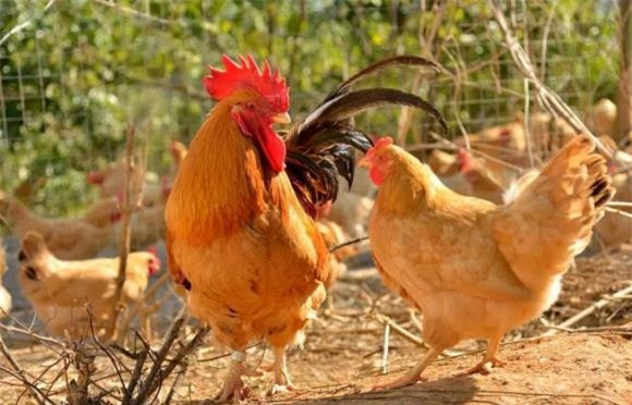 cổ nhân, người xưa, Đàn ông sợ gà, đàn bà sợ cừu, 