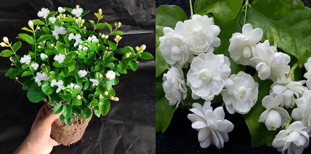 Loài hoa được coi là ‘ngọc trắng’ ở nước ngoài nhưng lại không hề quý hiếm tại Việt Nam