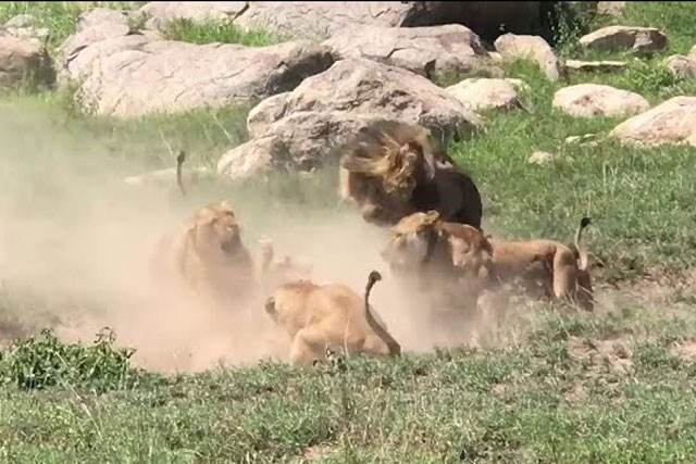 CLIP: Sư tử bị ‘tẩn tả tơi’ vì đi lạc vào lãnh thổ của đồng loại