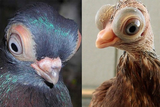 Sửng sốt trước loài chim bồ câu có khuôn mặt giống hệt người ngoài hành tinh, bay 5 tiếng không cần nghỉ