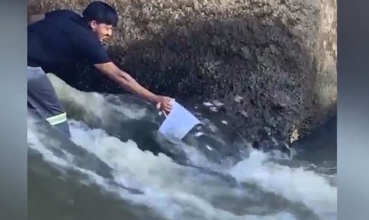 Clip: Kỳ lạ đàn cá 'tự chui đầu vào ca'