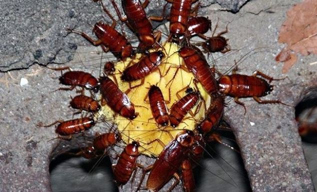 Chỉ cần 1 chiếc lòng đỏ trứng gà, loài gián đáng ghét sẽ 'chạy mất dép' khỏi nhà bạn