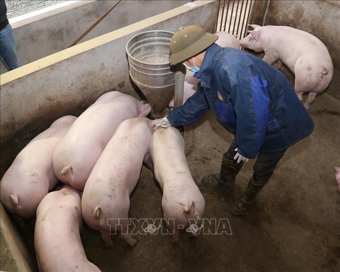 Đề xuất cơ chế, chính sách hỗ trợ phòng, chống dịch bệnh động vật