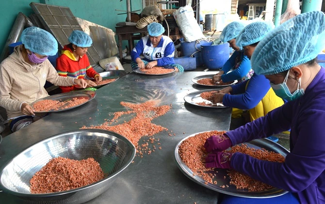 Nghề làm tôm khô ở Cà Mau làm ra loại tôm khô nổi tiếng ngon mang lại thu nhập ổn định cho người dân.