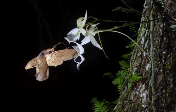 Loài hoa quý hiếm nhất thế giới: Không có lá, chỉ nở hoa vào ban đêm, giá lên đến 53 tỷ đồng