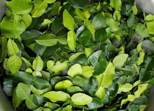 Loại lá rẻ bèo ở Việt Nam, sang nước ngoài giá đắt đỏ