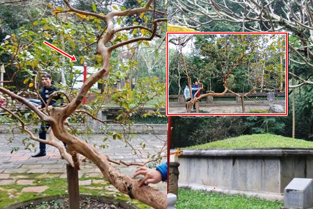 Bí ẩn về cây ổi 'cứ gãi là cười' bên lăng mộ vua Lê Thái Tổ ở Thanh Hoá: Khoa học vẫn chưa thể giải thích được!
