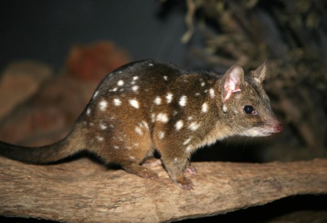 Nông dân Australia bắt được 'quái vật' hơn 100 năm chưa từng xuất hiện và từng được cho là đã tuyệt chủng