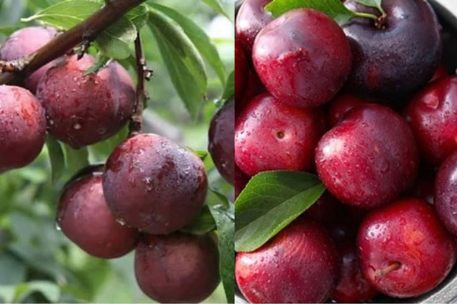 Việt Nam có loại quả chua chua ngọt ngọt, giúp giảm đường huyết, chống oxy hóa hiệu quả