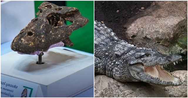 Hóa thạch cá sấu 230.000 năm tuổi chưa từng được ghi nhận trên thế giới từng được phát hiện ở Thái Lan