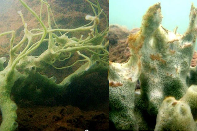 Sinh vật bí ẩn ẩn dấu dưới đáy biển sâu của Việt Nam khiến giới khoa học sửng sốt khi phát hiện ra