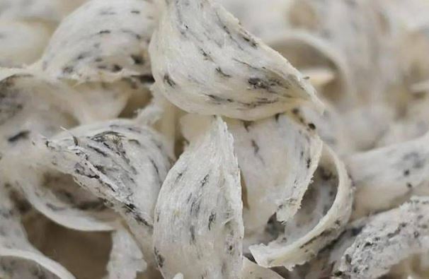 Người Trung Quốc 'rỉ tai nhau' về đặc sản đắt đỏ, cực hiếm nhưng đại bổ của Việt Nam: Hóa ra là sản vật tiến vua nức tiếng một thời