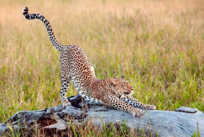 Tại sao con người và nhiều loài động vật lại vươn vai?