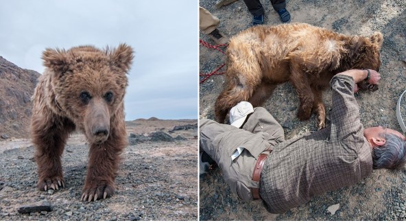 Loài thú quý hiếm nhất hành tinh có trong ‘Sách đỏ’ đang trên bờ vực tuyệt chủng, cả thế giới chỉ còn 36 con