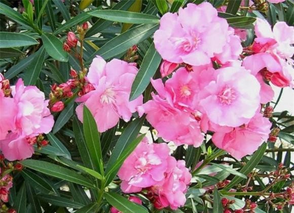 cuc.jpg 0 trồng hoa cây cảnh, hoa độc, hoa xui xẻo