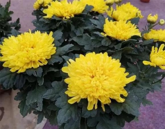 cuc.jpg 6 trồng hoa cây cảnh, hoa độc, hoa xui xẻo