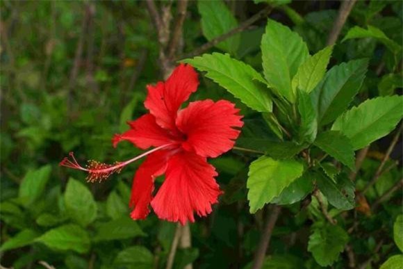 but-hoa.jpg 0 trồng hoa cây cảnh, hoa độc, hoa xui xẻo