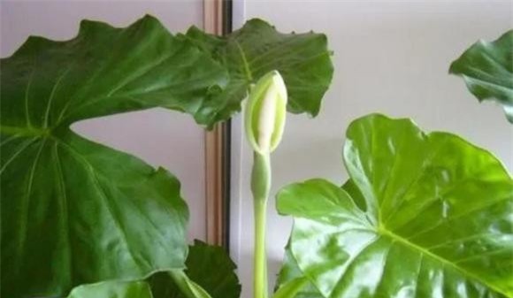 cuc.jpg 1 trồng hoa cây cảnh, hoa độc, hoa xui xẻo